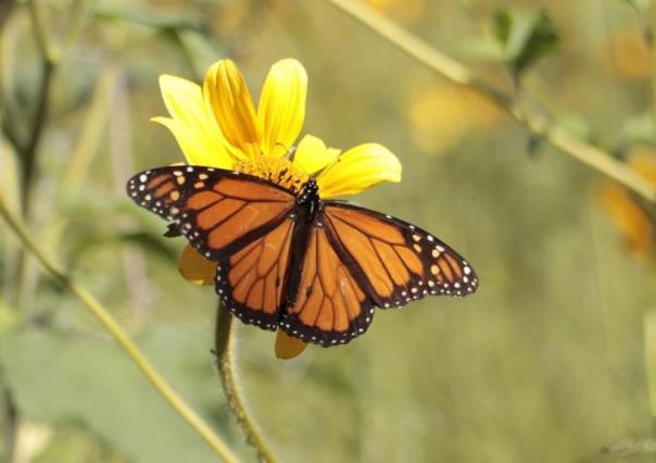 ¡Ya están en Saltillo! Grupos de mariposas monarcas se encuentran en la capital