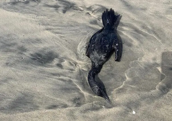 Encuentran decenas de patos muertos en playas de Baja California