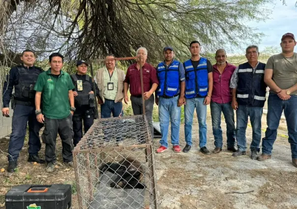 Encuentran a oso y lo confunden con Nahual en Padilla