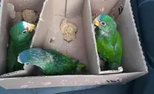 Aumenta la caza de pericos y cardenales en Yucatán