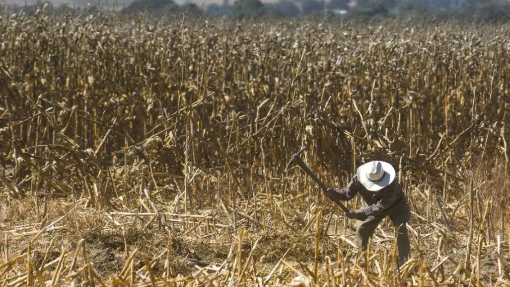 La Secretaría de Agricultura prepara reactivación productiva de Guerrero