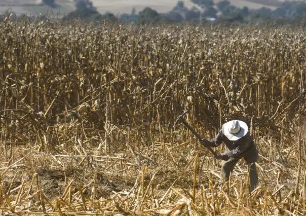 La Secretaría de Agricultura prepara reactivación productiva de Guerrero