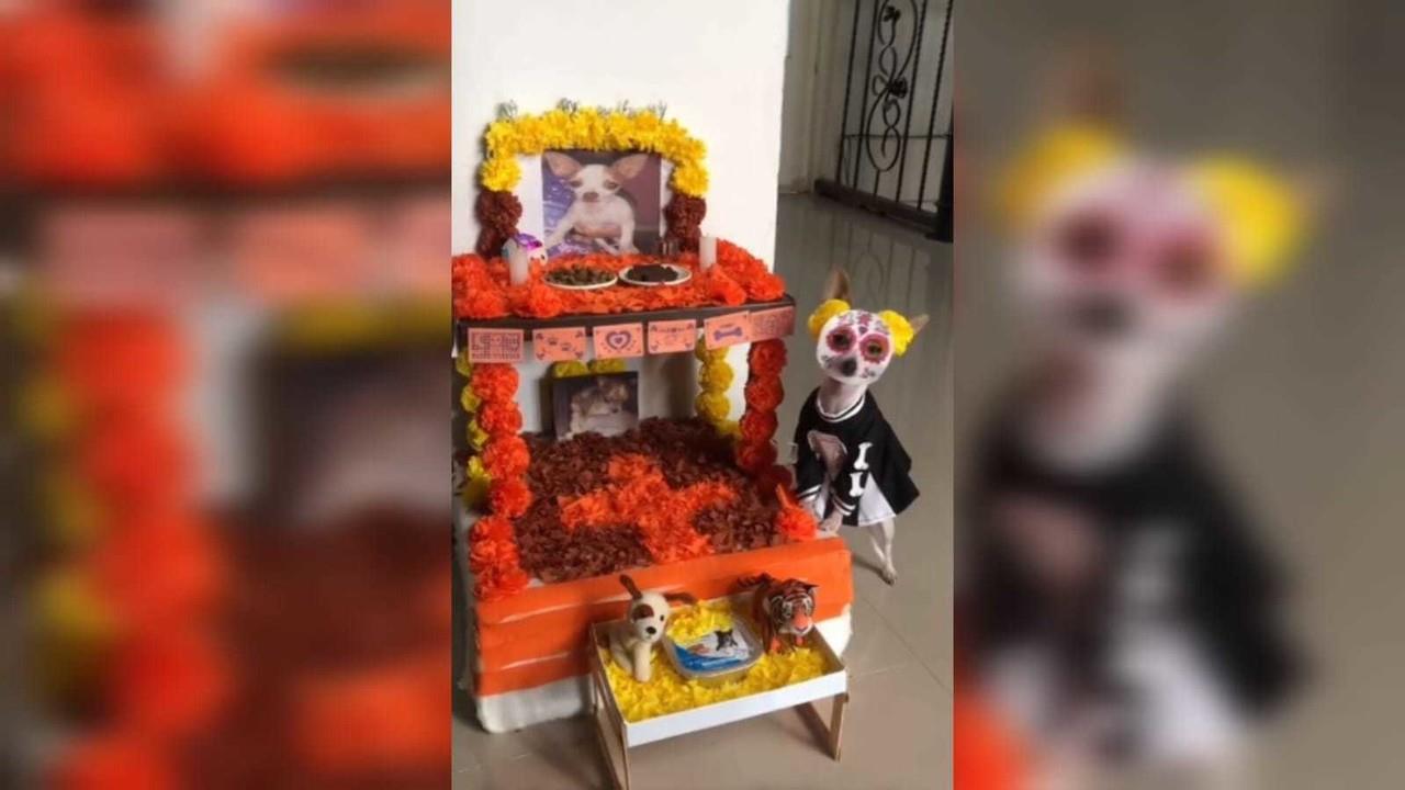 Un perrito chihuahueño a un costado a un altar a 2 de sus amigos que han partido de esta vida. Foto: TikTok mia_puppy1405