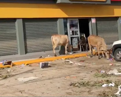 VIDEO: Vacas saquean tiendas de Acapulco tras paso de Otis