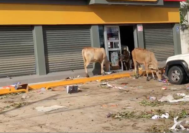 VIDEO: Vacas saquean tiendas de Acapulco tras paso de Otis