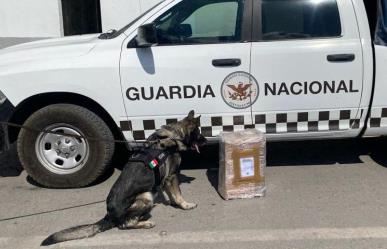 Asegura Guardia Nacional 7 kilos de marihuana en San Luis Potosí
