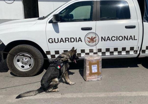Asegura Guardia Nacional 7 kilos de marihuana en San Luis Potosí