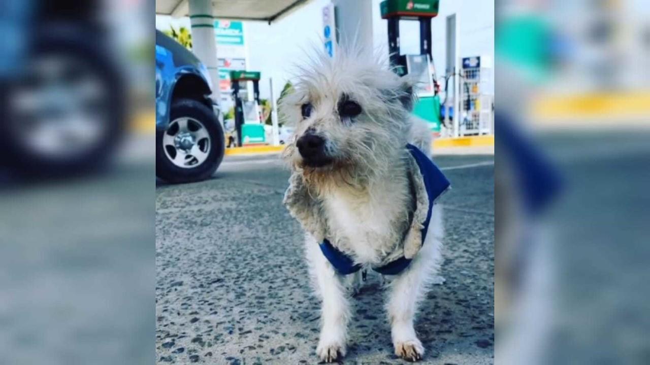 El perrito Gasolin murió envenenado. Foto: Instagram super_gasolin