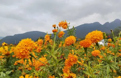 Conoce el sembradío de flor de cempasúchil en García, Nuevo León