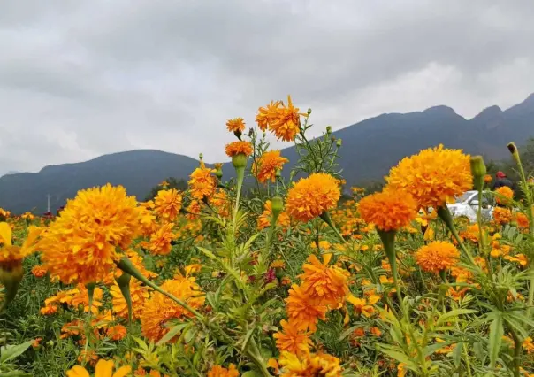 Conoce el sembradío de flor de cempasúchil en García, Nuevo León