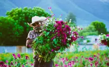 Sembradío de Don Francisco, tradición familiar que llena de color a Victoria