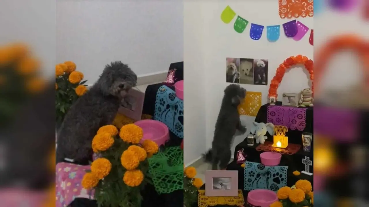 Fue la usuaria @knavp18, quien difundió el clip las imágenes donde se aprecia al peludito de color gris frente al altar en memoria de una de integrantes de la familia, con la leyenda: Extraña mucho a su mamá. Foto: Especial