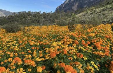 Campo de flor de cempasúchil en El Venadito en Santiago luce su belleza natural