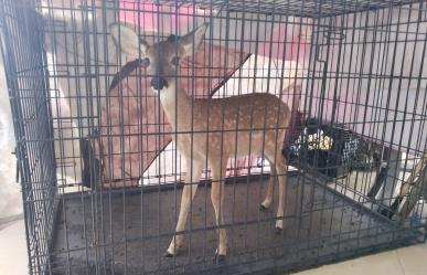 Protección Civil Guadalupe captura una cría de venado en colonia Croc