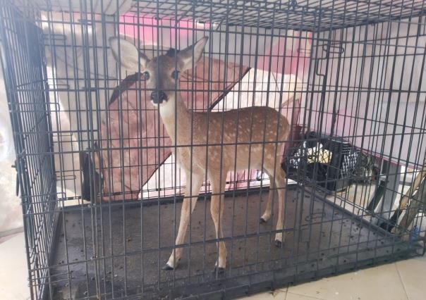 Protección Civil Guadalupe captura una cría de venado en colonia Croc