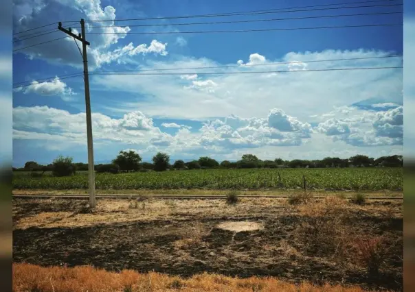 Productores agrícolas no recuperarán el recurso que invirtieron en sus cosechas