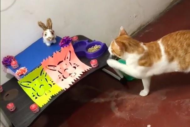 El video rápidamente se volvió viral en TikTok y muchas personas comentaron la publicación, entre ellas mexicanos que le agradecieron por enaltecer la tradición. Foto: TikTok cherry._.andrea
