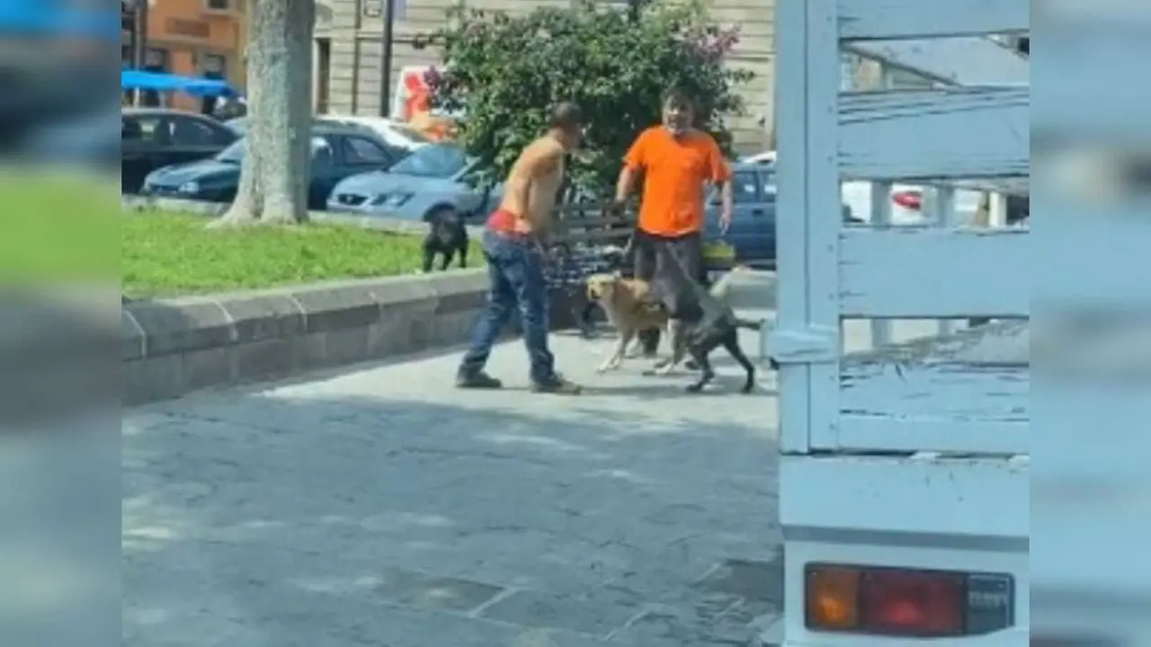 Los fieles compañeros de un hombre lo salvaron de ser golpeado por otro en San Luis Potosí. Foto: Captura de Pantalla