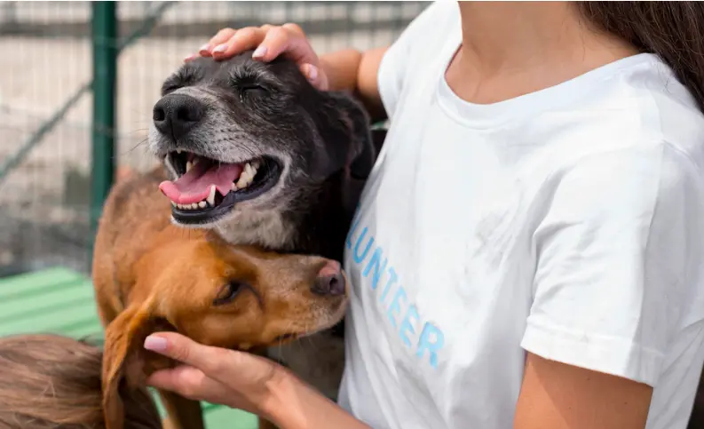 Iniciativa de Ley de Protección y Bienestar Animal en México. Foto: Canal Congreso