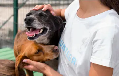 Iniciativa de Ley de Protección y Bienestar Animal en México