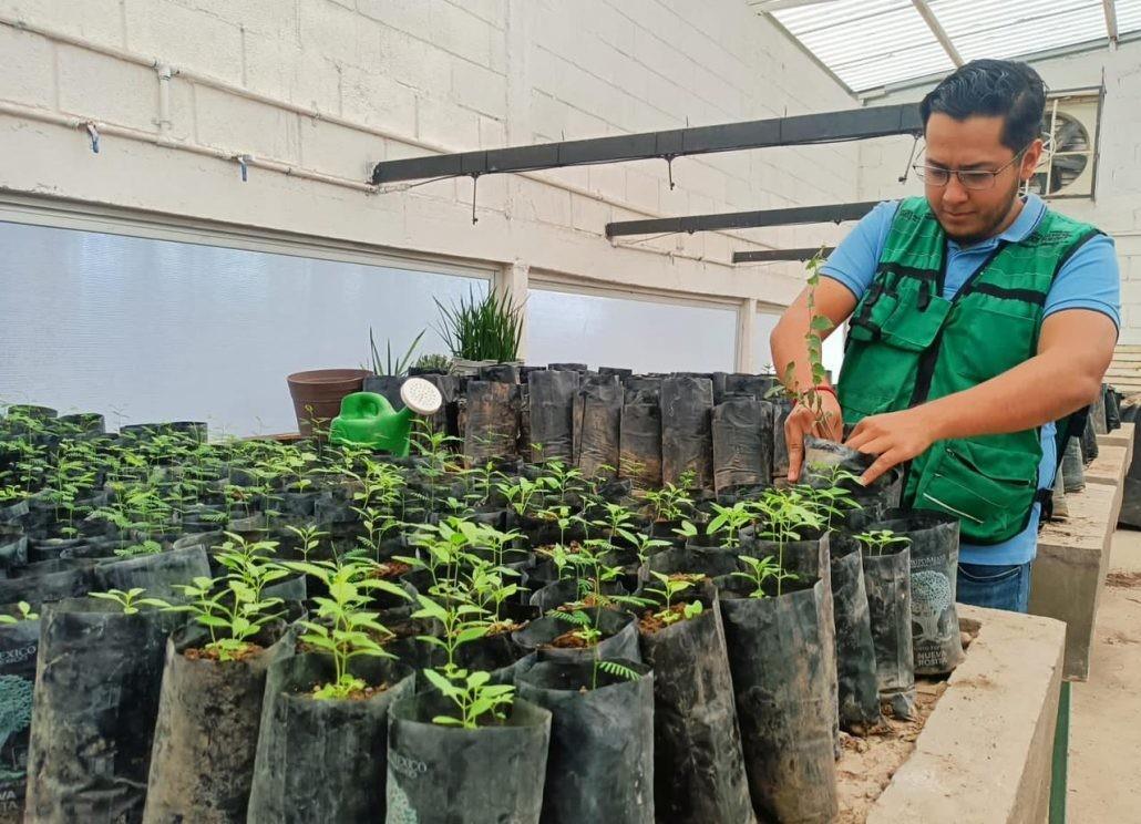 La temporada actual no es propicia para la reforestación debido al inicio del período de letargo en la región. (Fotografía: Gobierno de Torreón)