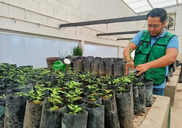 Concluye Medio Ambiente en Torreón el programa Planta y Cuida