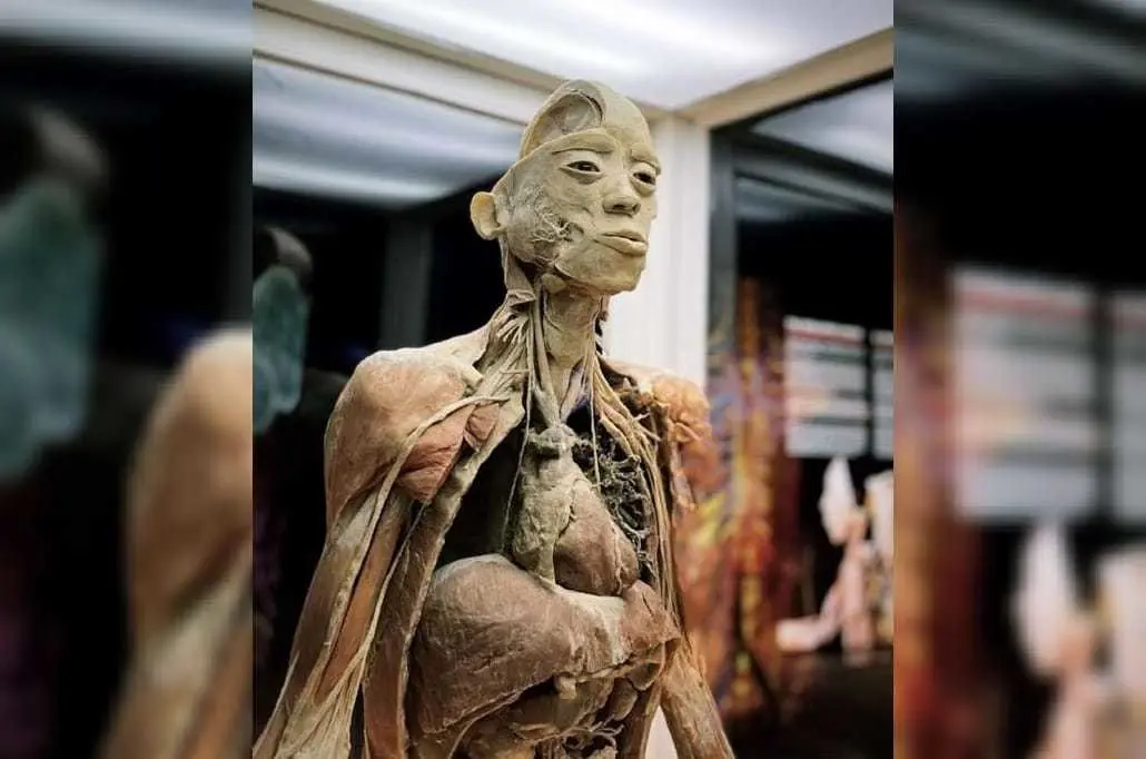 El objetivo principal de esta exposición es brindar a todos la oportunidad de apreciar la verdadera obra de arte que es el cuerpo humano. Foto: Cotesía.