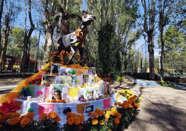 Crean por primera vez un altar de muertos de mascotas