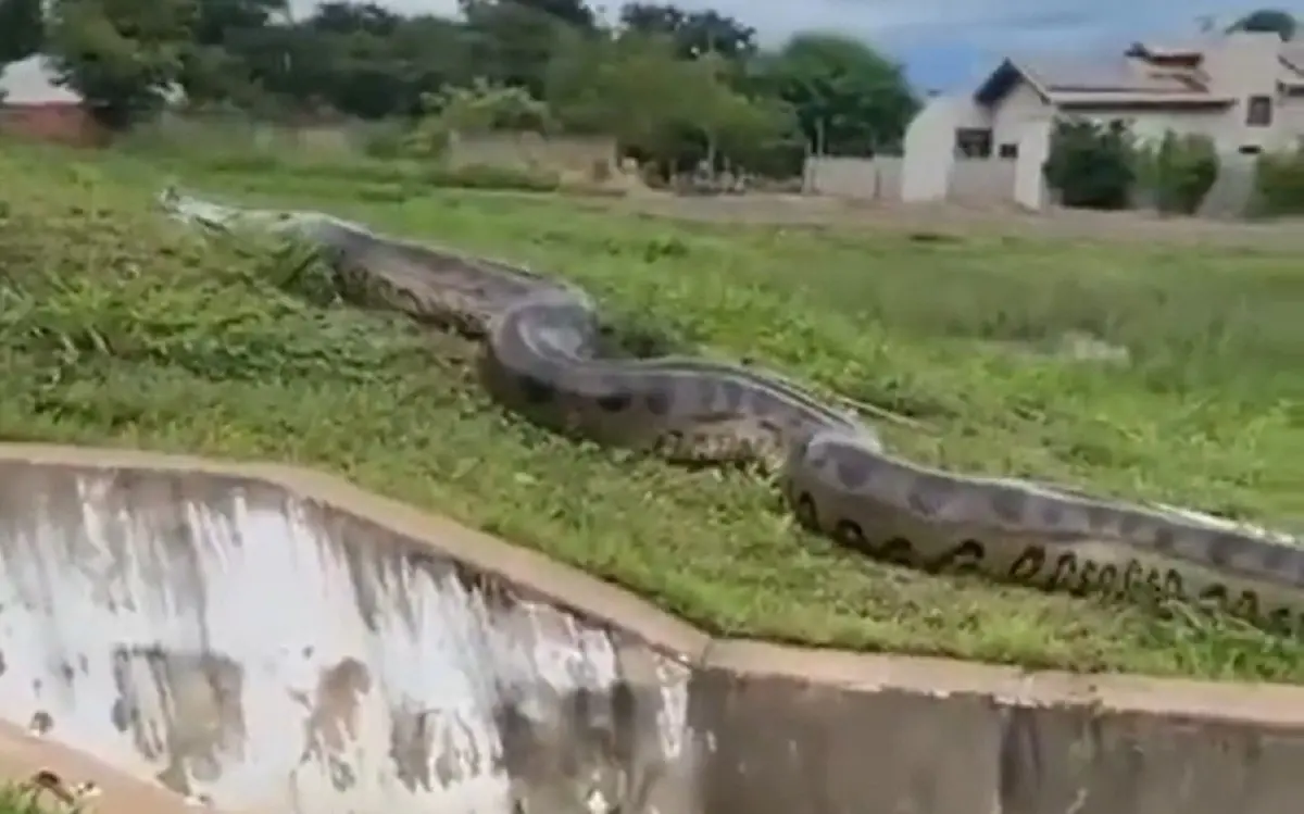 Una gigantesca anaconda fue captada arrastrándose en una localidad de Brasil. Foto: Twitter @UHN_Plus