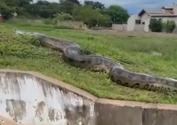 Captan gigantesca anaconda en Brasil