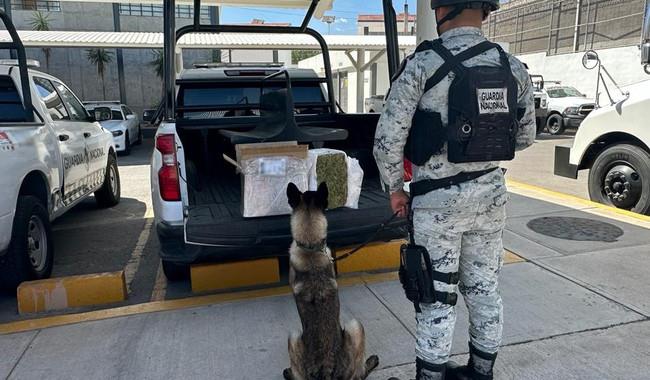 Los paquetes de marihuana asegurados fueron puestos a disposición de las agencias del Ministerio Público de la Federación en cada entidad. Foto: Guardia Nacional