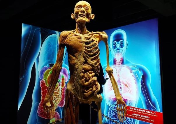 Bodies, una exhibición con cuerpos reales en Monterrey