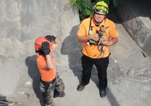 Rescatan a perrito chihuahueño tras caer a canalón en Santa Catarina