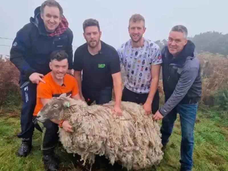 Uno de los rescatistas, narró que utilizaron “equipos pesados” para subir a la oveja por una “pendiente increíble”. Foto: Especial.