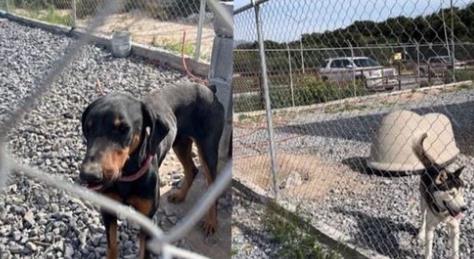 Perros abandonados en lote baldío. Foto PRODEBIDA AC