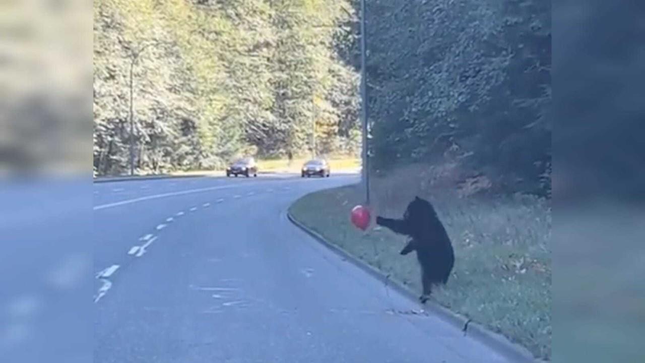 El osezno se puso a hacer malabares y piruetas alrededor de la figura roja que destacaba en el paisaje arbolado de la montaña. Foto: Especial/ Captura de pantalla