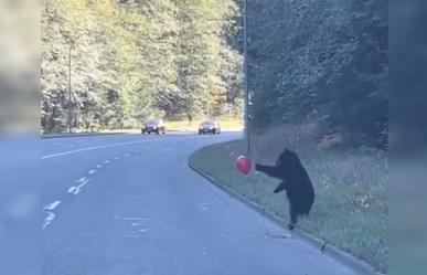 Osezno se niega a cruzar la calle al estar jugando con globo, osa regresa por él