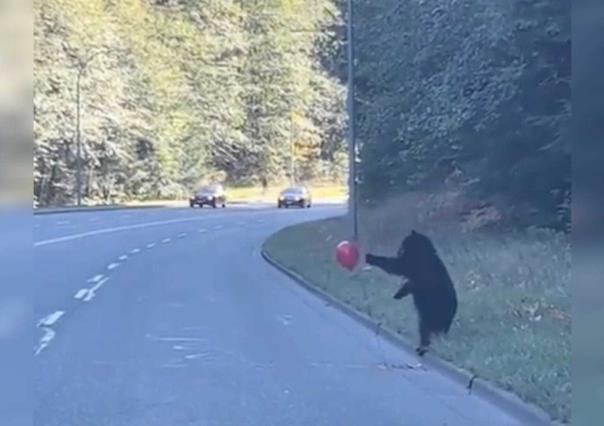 Osezno se niega a cruzar la calle al estar jugando con globo, osa regresa por él