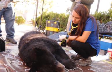 Emiten Norma Ambiental en manejo de basura para proteger a Osos, ¡habrá multas!