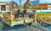 Capturan y liberan a cocodrilo en la Presa Vicente Guerrero