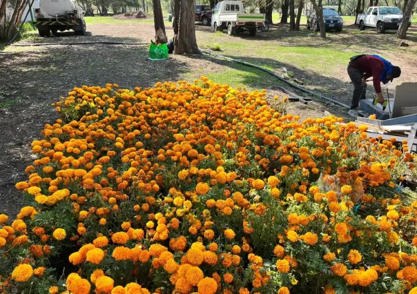 Instala SEDEMA centro de acopio de cempasúchil en Xochimilco