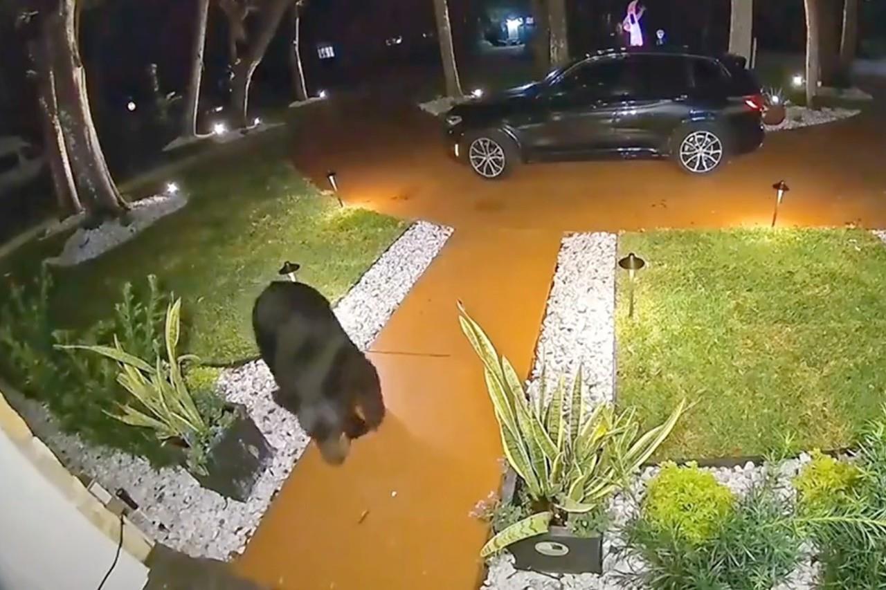 En ciertas zonas de Florida son habituales los osos; la mayoría de estos animales no representan una amenaza. Foto: X @TampaHoy.