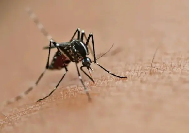 Detectan brote de dengue en Baja California