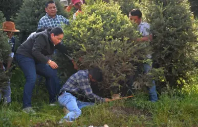 Se acerca la navidad; hacen el primer corte de pinos en Xonacatlán