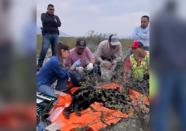 ¿Paseando? Capturan un oso a las afueras de Ciudad Universitaria