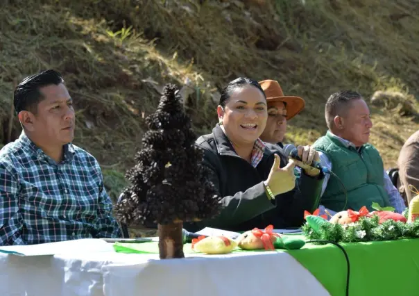 Arranca venta de árboles de Navidad en Edomex