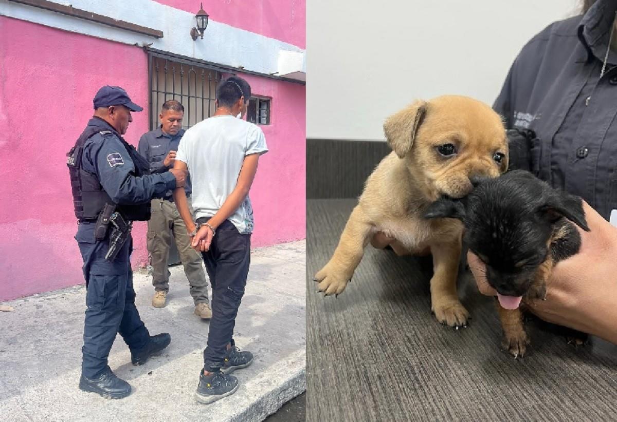 Capturan a hombre por vender cachorros en Facebook