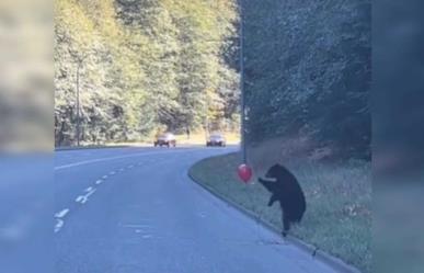 Captan a osezno jugando con un globo rojo en plena  carretera