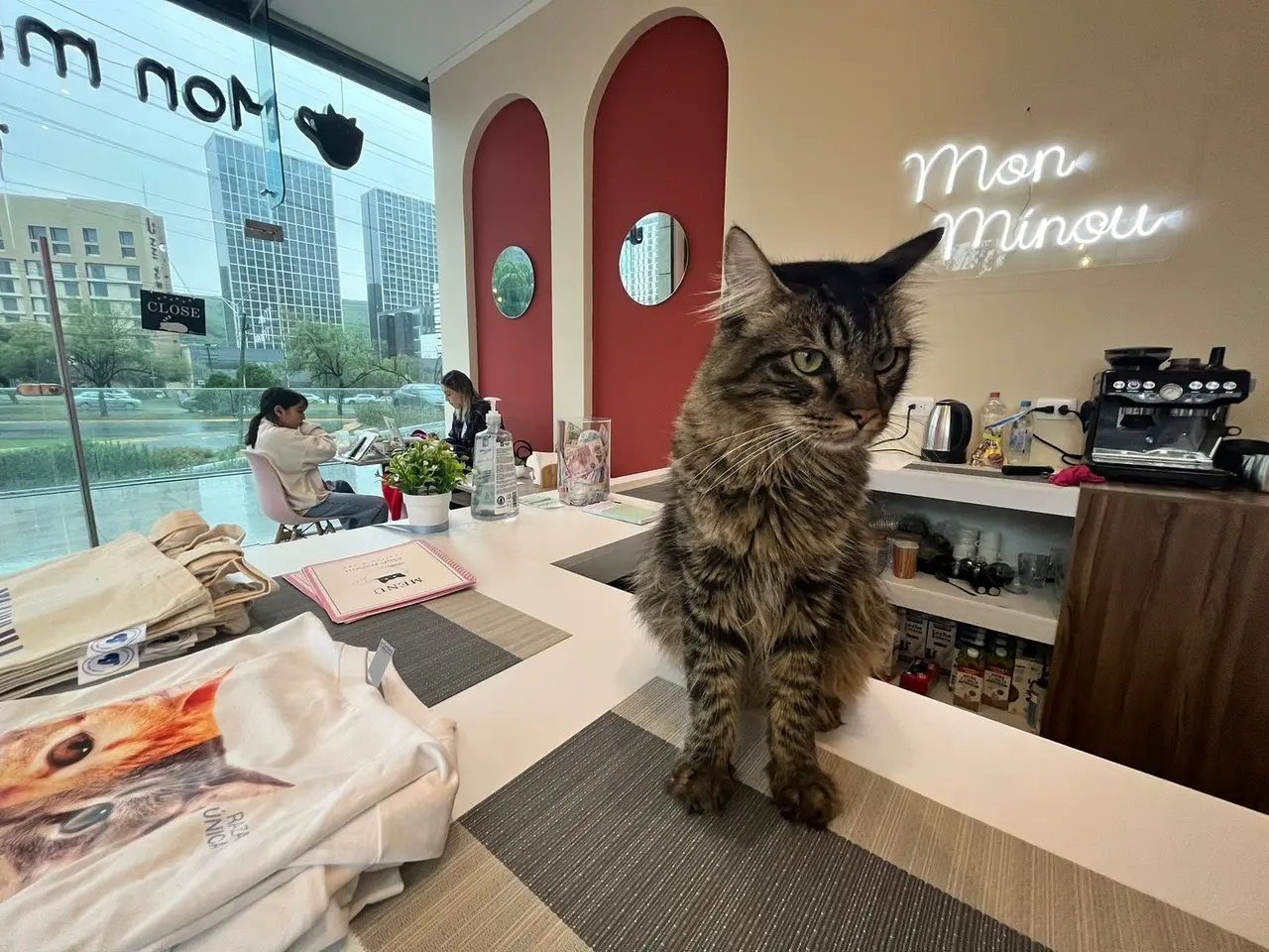 Mon Minou es un ‘cat café’ que te deja convivir con gatitos mientras disfruta a sus deliciosos platillos. Foto: Karla Omosighp