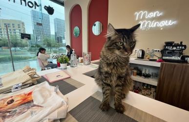 Mon Minou: un innovador cat café en San Pedro